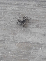 Habronattus sugillatus