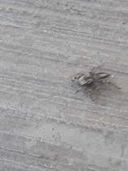 Habronattus sugillatus