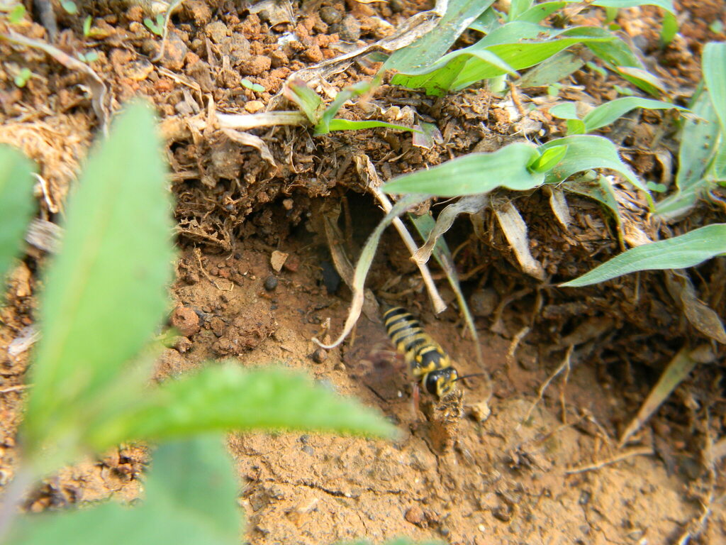 Megachile poeyi
