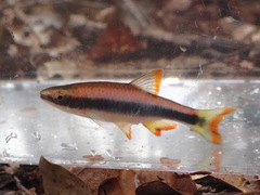 Flagfin Shiner photo 2