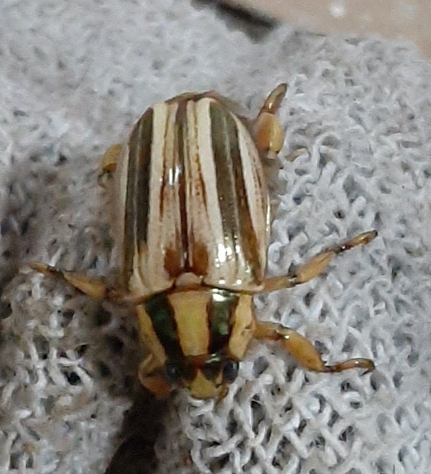 Pelidnota vitticollis