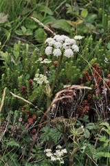 Conioselinum chinense