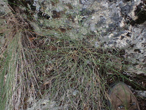 Image of Stephanomeria tenuifolia by no rights reserved