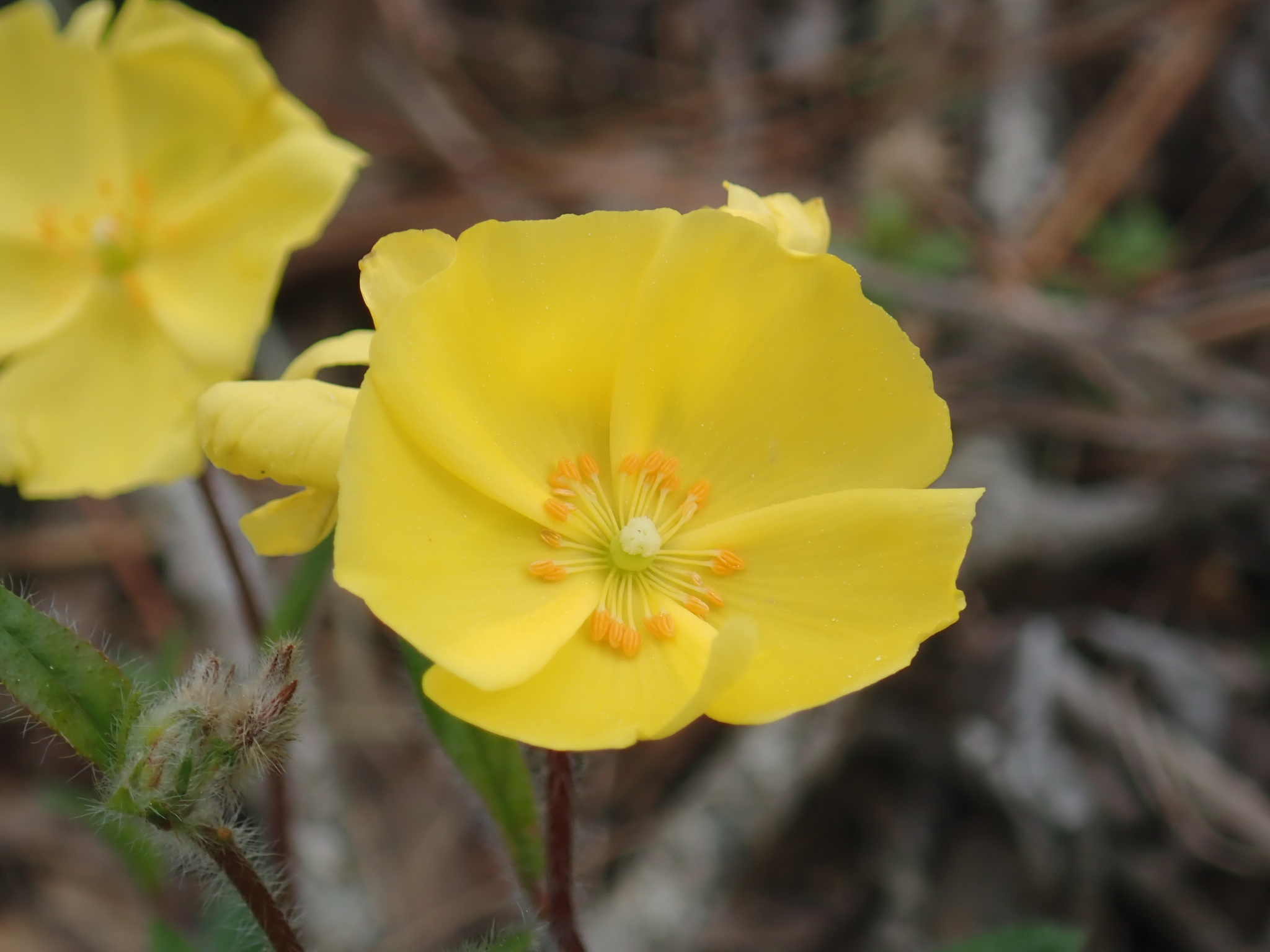 Crocanthemum carolinianum