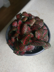 Fittonia
