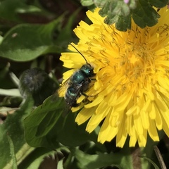 Osmia ribifloris ribifloris