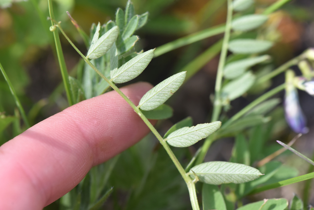 American vetch from Thompson-Nicola, BC, Canada on June 25, 2023 at 03: ...