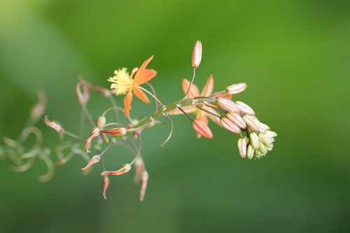 Image of Stalked Bulbine (Bulbine frutescens) by no rights reserved