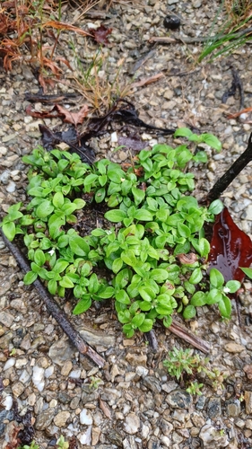 Neanotis hirsuta iNat (2)