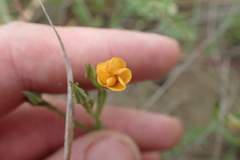 Linum berlandieri