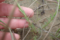 Linum berlandieri