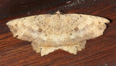 Polyacme subpulchra