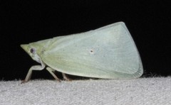 Colgaroides acuminata