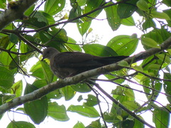 Patagioenas subvinacea