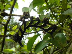 Citheronioides collaris