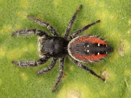 Johnson's Jumping Spider