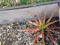 Ananas comosus comosus