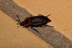 Oxelytrum discicolle
