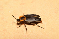 Oxelytrum discicolle