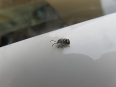 Ptinomorphus imperialis