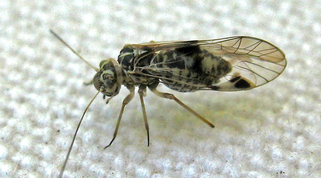 Psocus