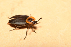 Oxelytrum discicolle