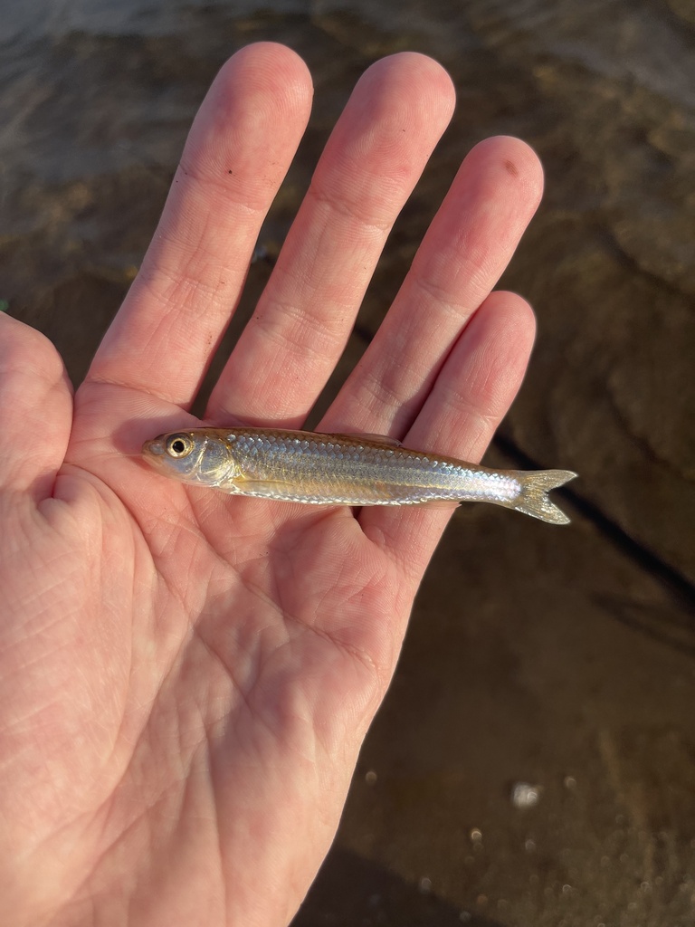 Spottail shiner (Notropis hudsonius) — Cyprinidae