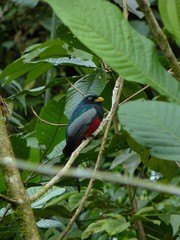 Trogon comptus