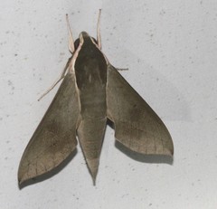 Theretra indistincta