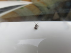 Ptinomorphus imperialis