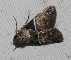 Orthaga atribasalis