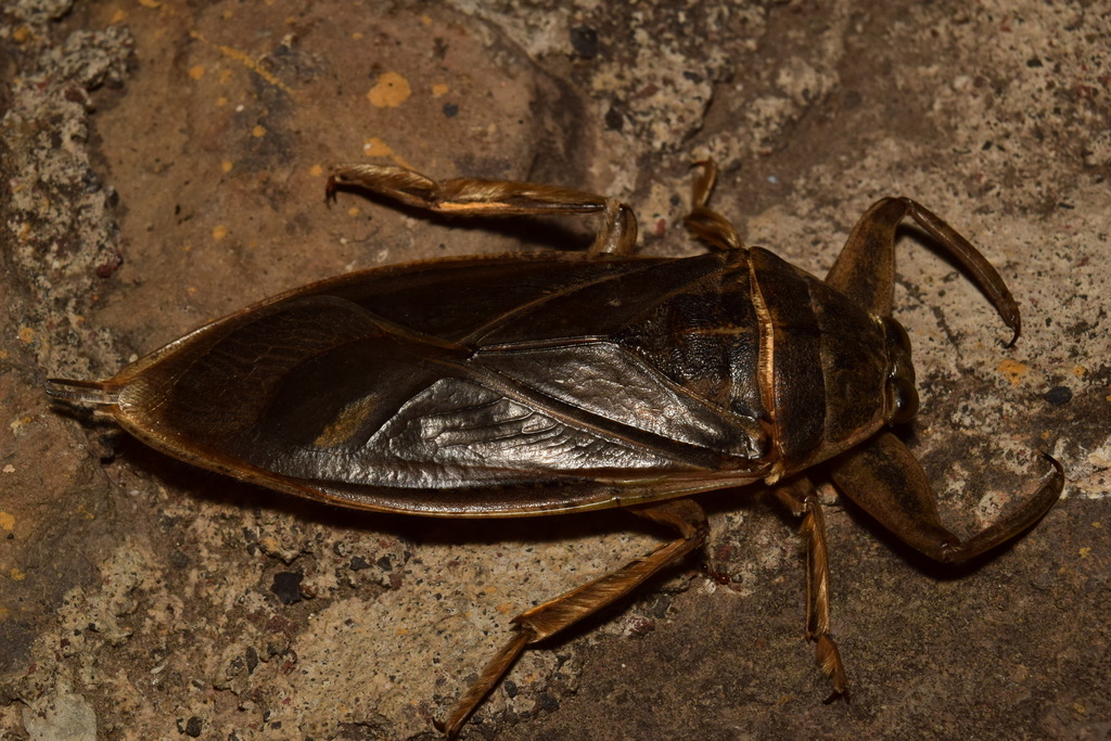 Lethocerus angustipes