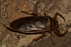 Lethocerus angustipes