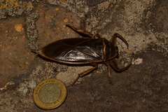 Lethocerus angustipes