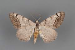 Digrammia triviata