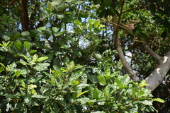 Magnoliopsida