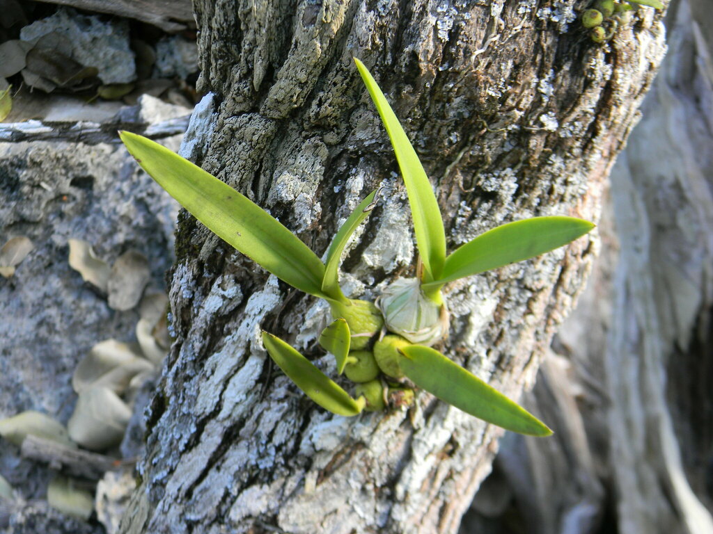 Encyclia bocourtii Múj.Benítez & Pupulin