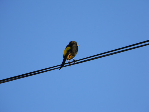 Cuban Oriole (Icterus melanopsis), photo 10