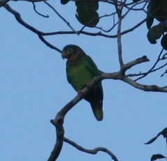 Amazona collaria
