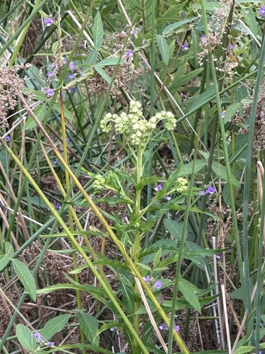Penthorum chinense, photograph 2