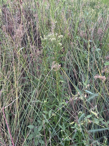 Penthorum chinense, photograph 3