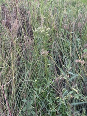 Penthorum chinense, photograph 岸本年郎, CC BY, iNaturalist via GBIF