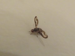 Toxonevra muliebris