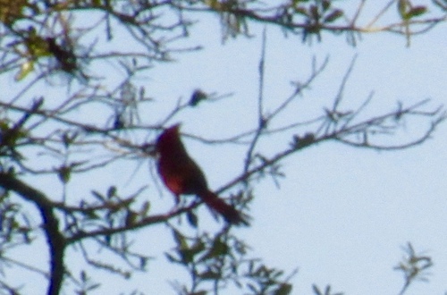 Cardinalis cardinalis image