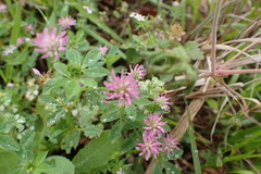 Trifolium resupinatum
