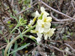 Erysimum franciscanum
