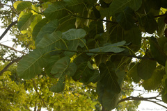 Ficus ypsilophlebia