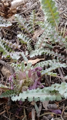Pedicularis centranthera