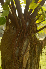 Ficus ypsilophlebia