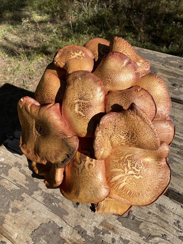 iNaturalist observation photo of Yellow-gilled Gymnopilus